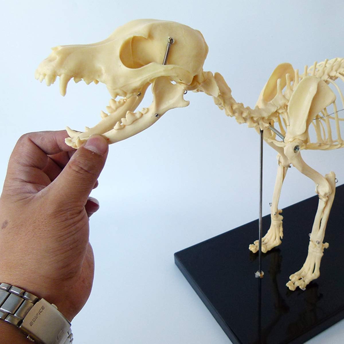 P9IDEDFH 組み立てモデル 犬 骨格 標本 モデル 動物 解剖学 教育モデル